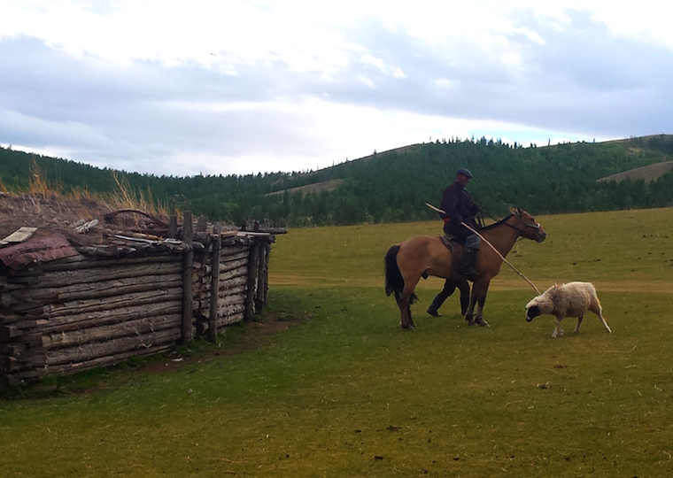 Mongolia Shepherding